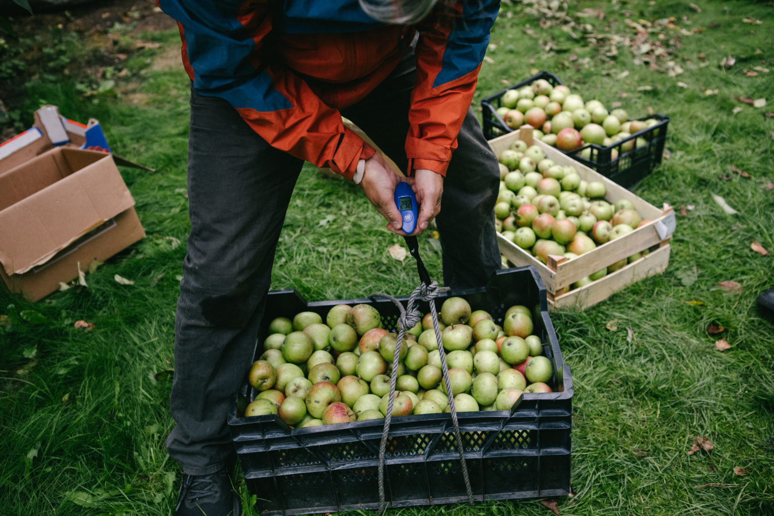 Kensal to Kilburn Fruit Harvesting Group We Make Camden