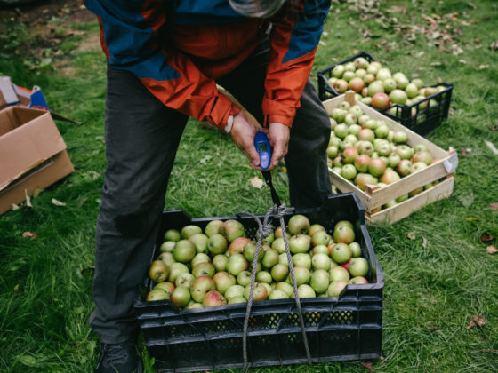 Michael weighs one of three crates of apples - all three crates are full.