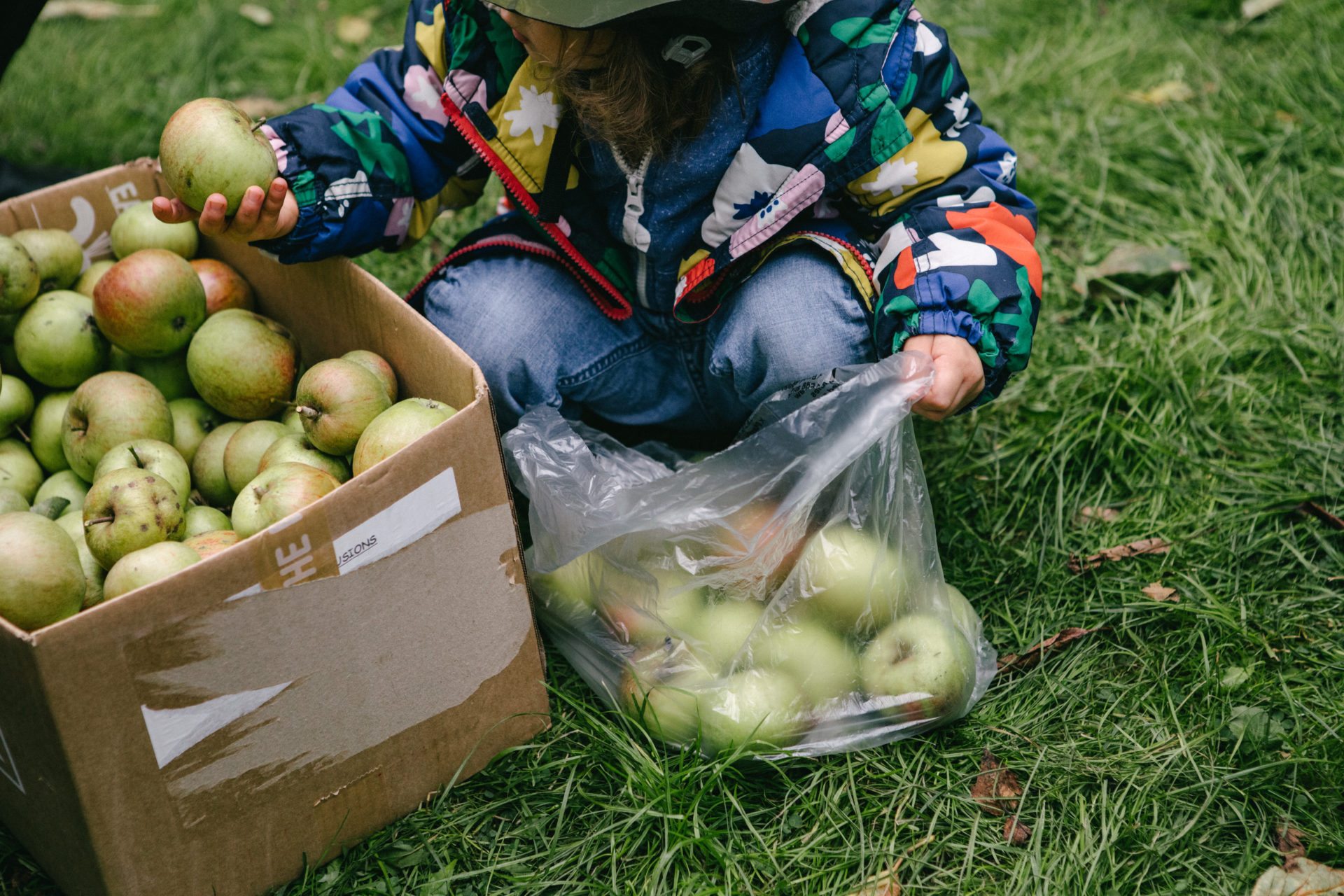 Kensal to Kilburn Fruit Harvesting Group We Make Camden