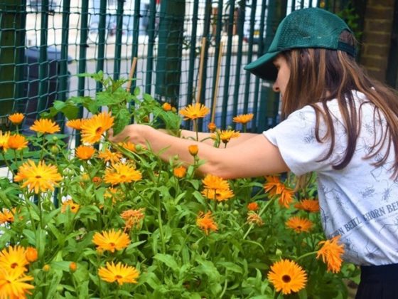 Woman tending to orange flowers