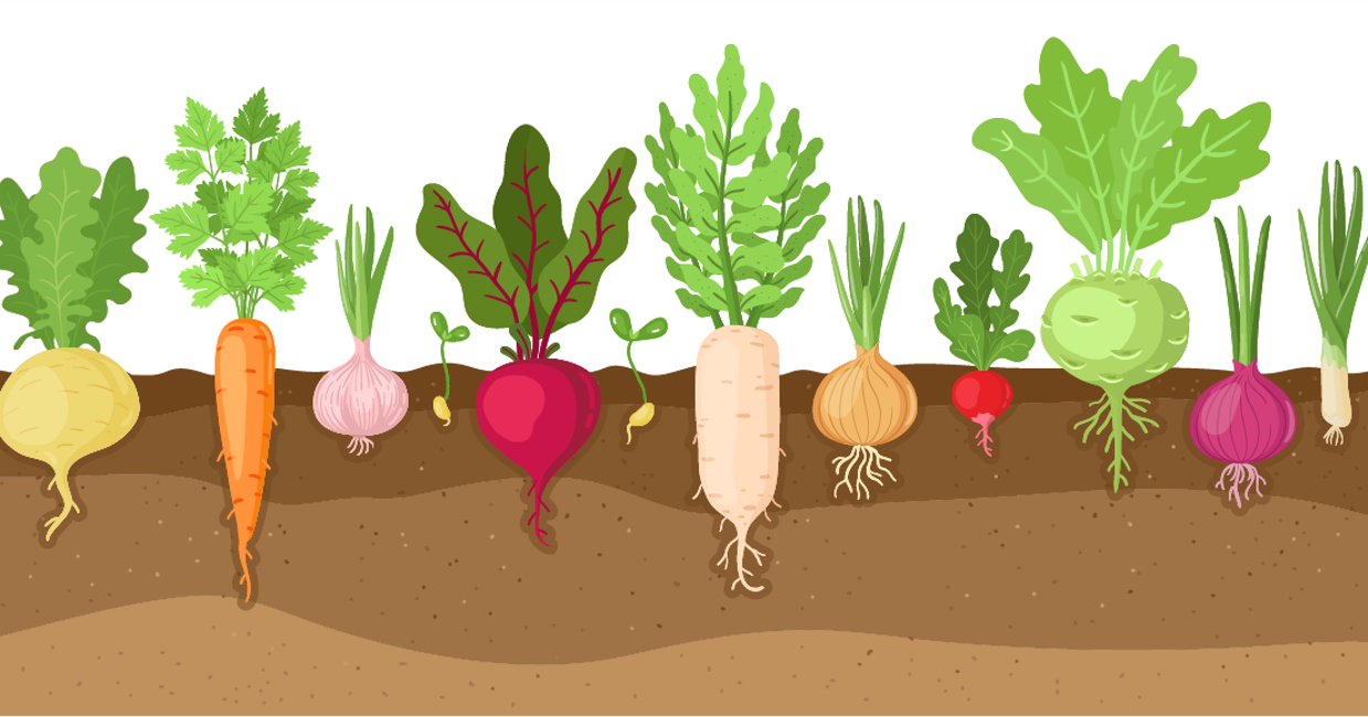 An illustration of turnips, onions, radishes and carrots planted in soil.